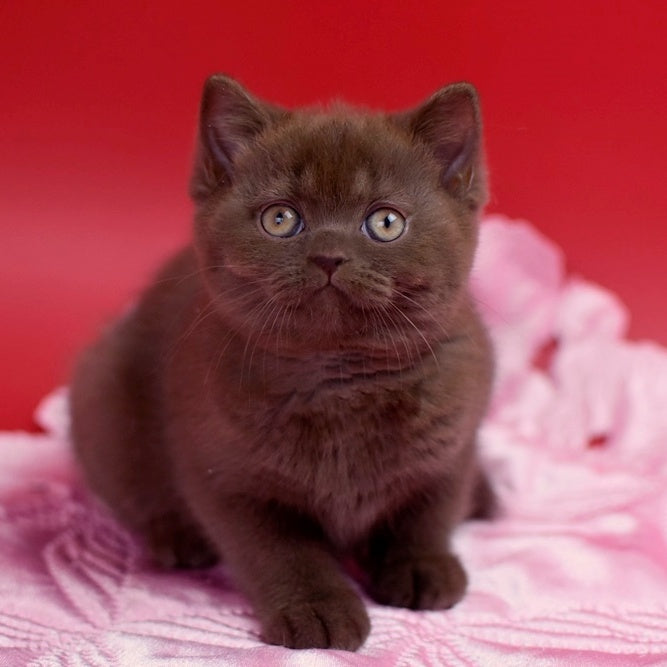 Avrora British Shorthair female, chocolate