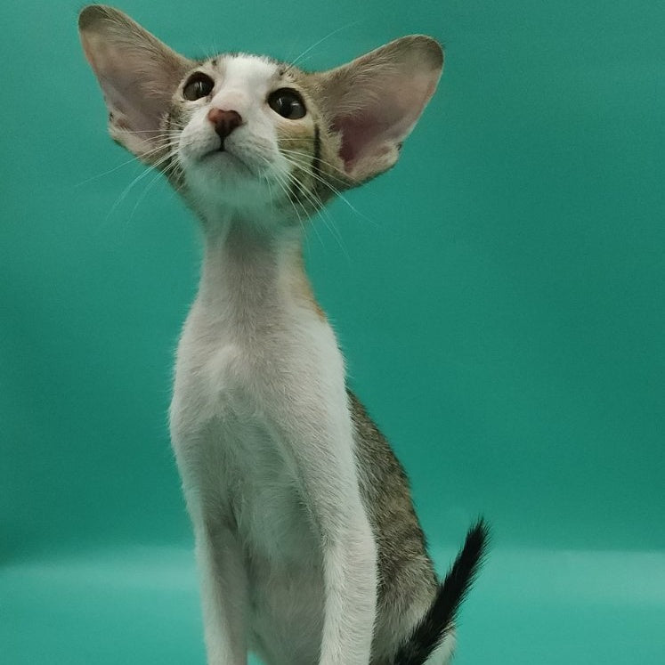 Valery Oriental Shorthair female, black tortie bicolour spotted tabby