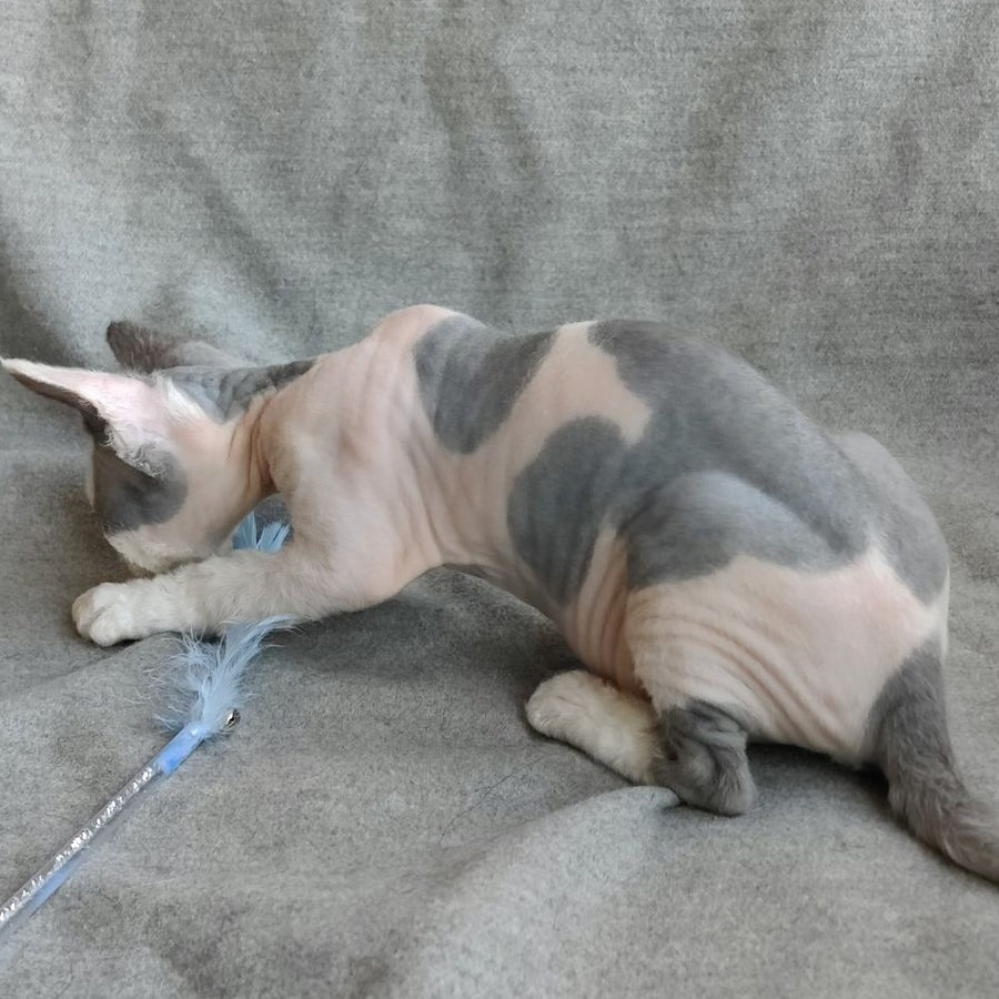 Merilyn Devon Rex female, blue harlequin