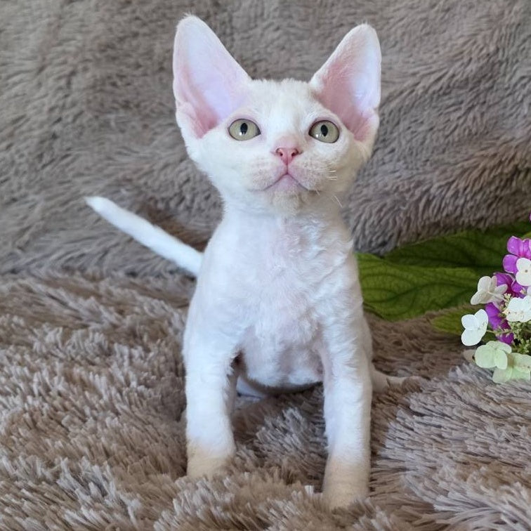 Waikiki Devon Rex female, white