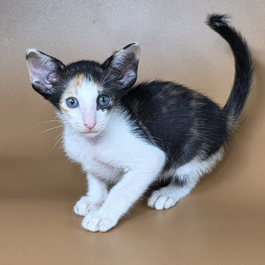 Dessert Rose Oriental Shorthair female, black tortie bicolour