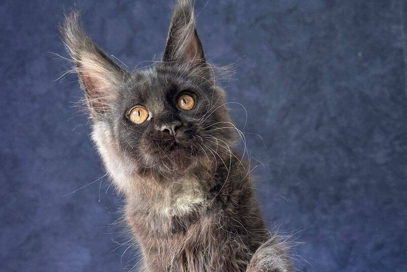 Azari Maine Coon female black silver with white - live animals