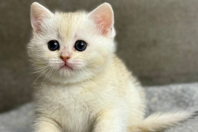 Tanya British Shorthair female, black silver ticked tabby