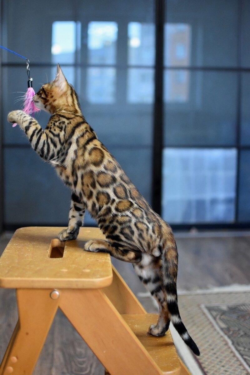 Magnus Bengal male black spotted tabby - live animals