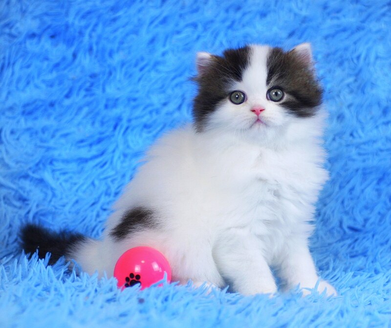 Favorite Scottish Straight male black van tabby - live animals