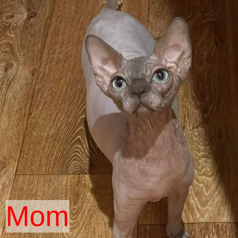 Flint Canadian Sphynx male, blue pointed