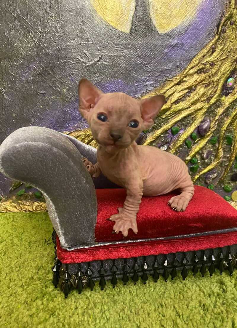 Aria Bambino female chocolate tortie live animals