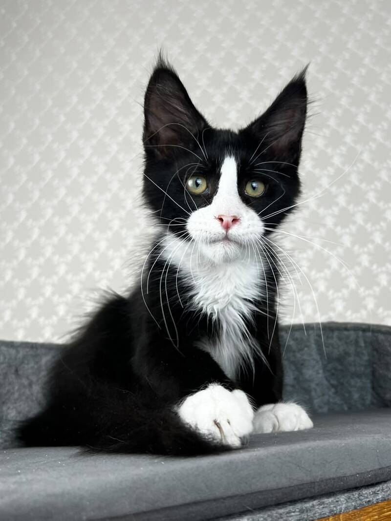 Olaf Maine Coon male, black bicolour
