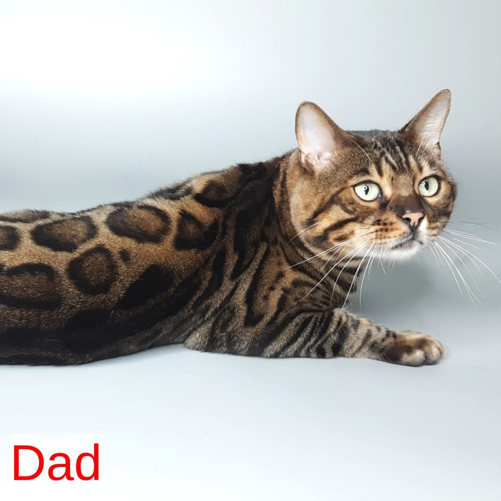Diana Bengal female, black spotted tabby