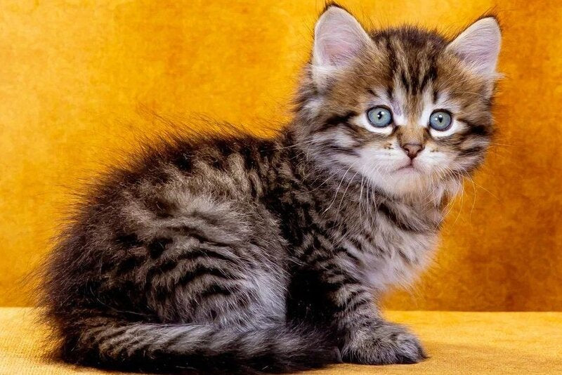 Dementiy Siberian male, black spotted tabby
