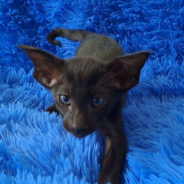 Lui Oriental Shorthair male, black