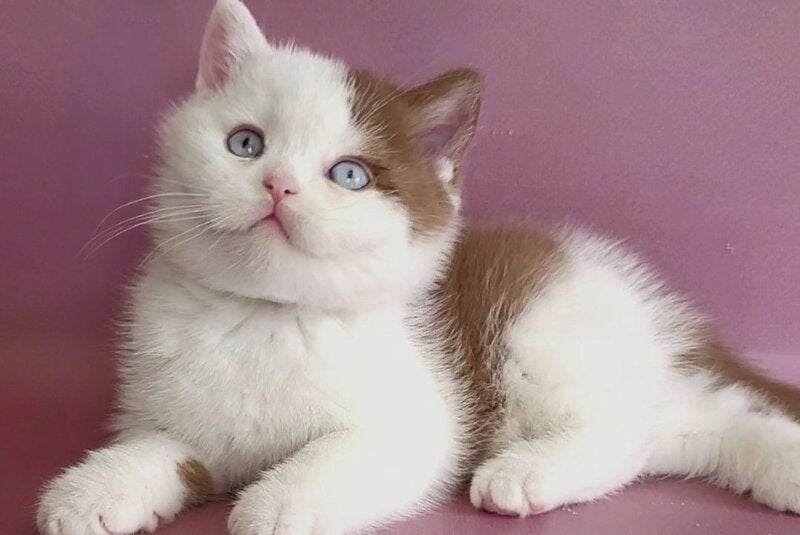 Vito British Shorthair male, cinnamon bicolour