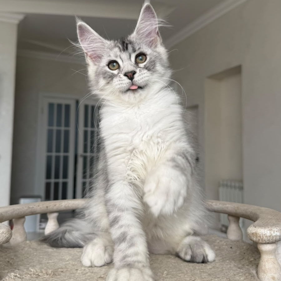 Pegasus Maine Coon male, black silver tabby