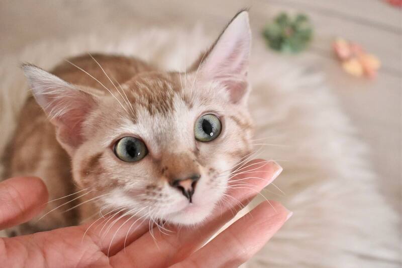 Kisa Bengal female snow mink - live animals