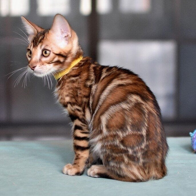 Mario Bengal male, black spotted tabby