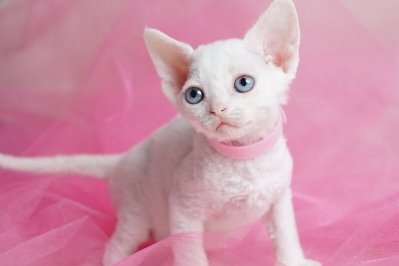Nika Devon Rex female white - live animals