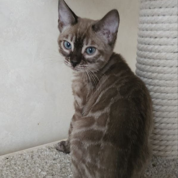 Nutela Bengal female, black pointed spotted tabby