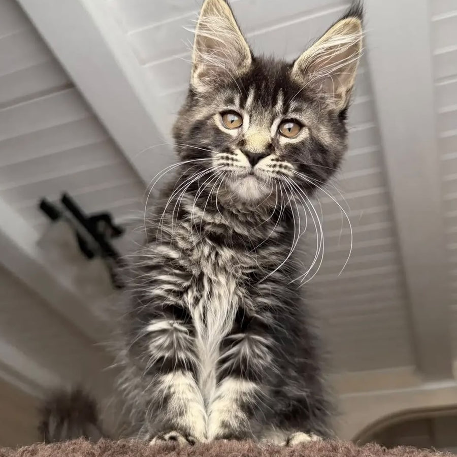 Chipper Maine Coon female, black tabby