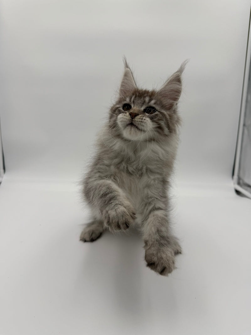Ketana Maine Coon female black silver tabby - live animals