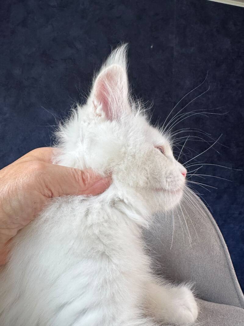 Gamin Maine Coon male, cream silver shaded with white