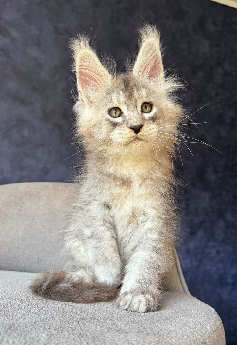 Igmoo Kipper Maine Coon male, black silver ticked tabby