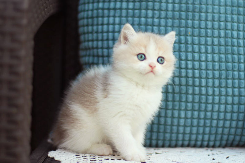Aladin British Shorthair male, blue golden shaded bicolour