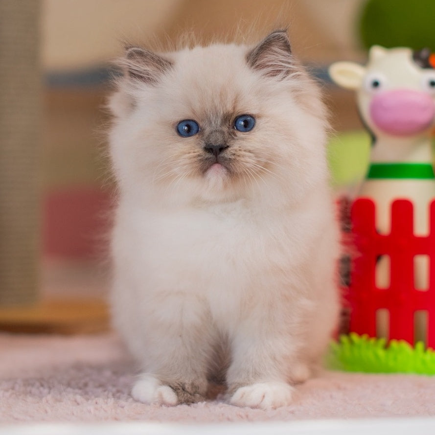 Yukio Ragdoll male, blue mitted