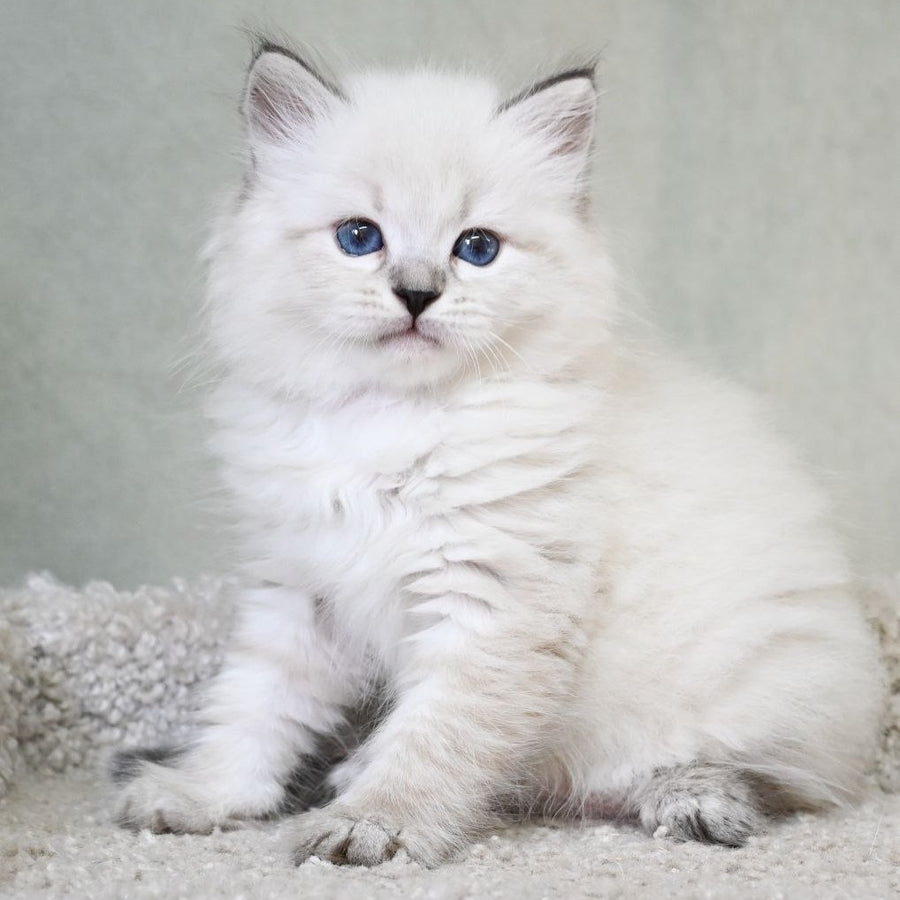 Kim Siberian male, black tabby pointed