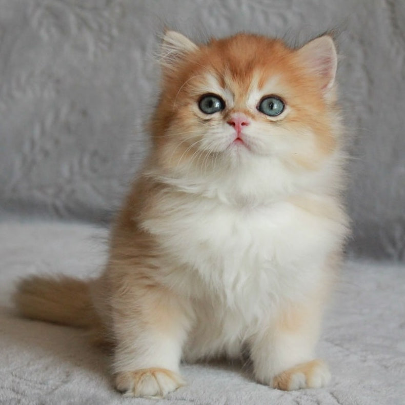 Kruasan British Longhair male, black golden chinchilla