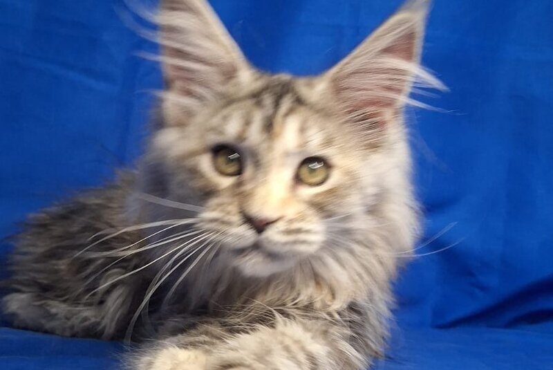 Linda Maine Coon female, black tortie silver tabby