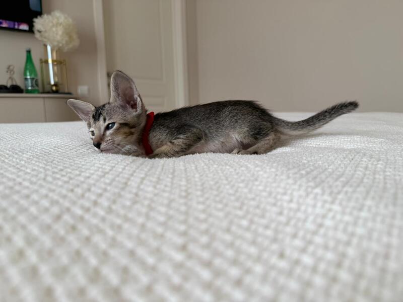 Aveline Oriental Shorthair female black ticked tabby - live animals