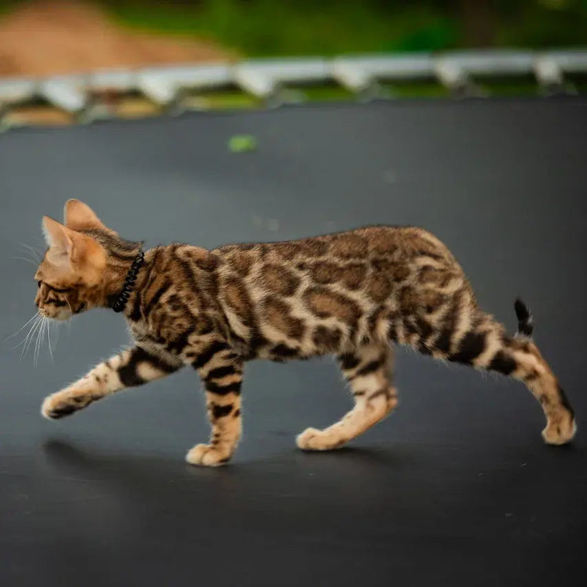 Dante Bengal male, black spotted tabby