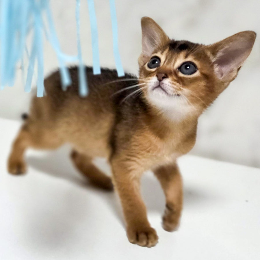 Lora Abyssinian female, black