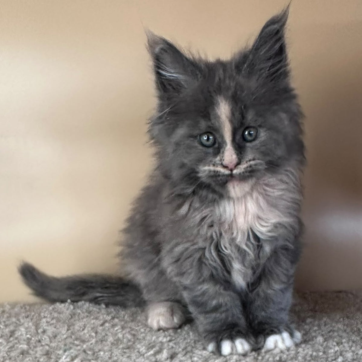 Vivian Maine Coon female, blue tortie with white