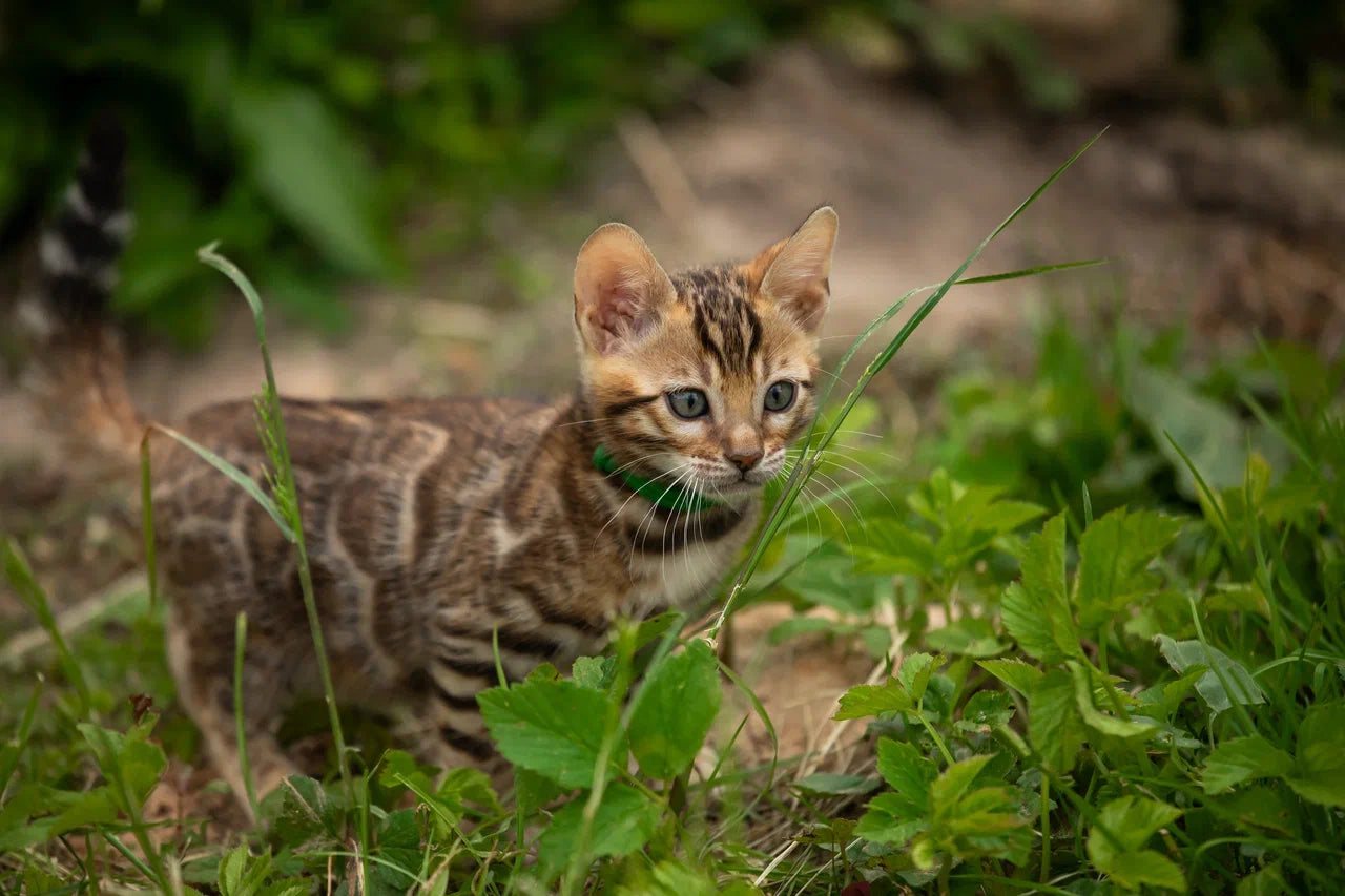 Valentino Bengal male, black spotted tabby