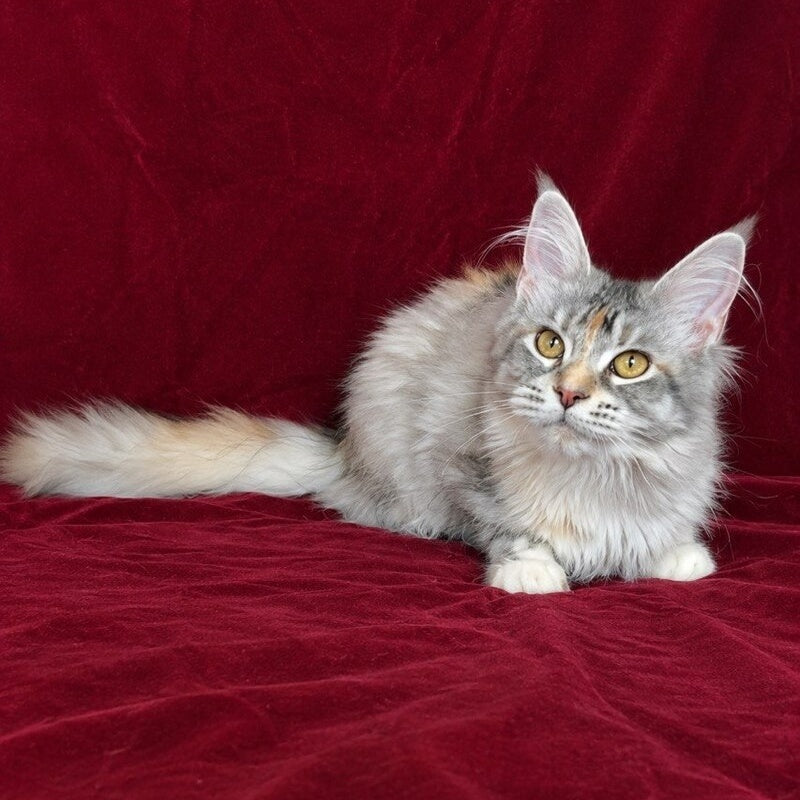 Gemma Maine Coon female, black tortie silver ticked tabby