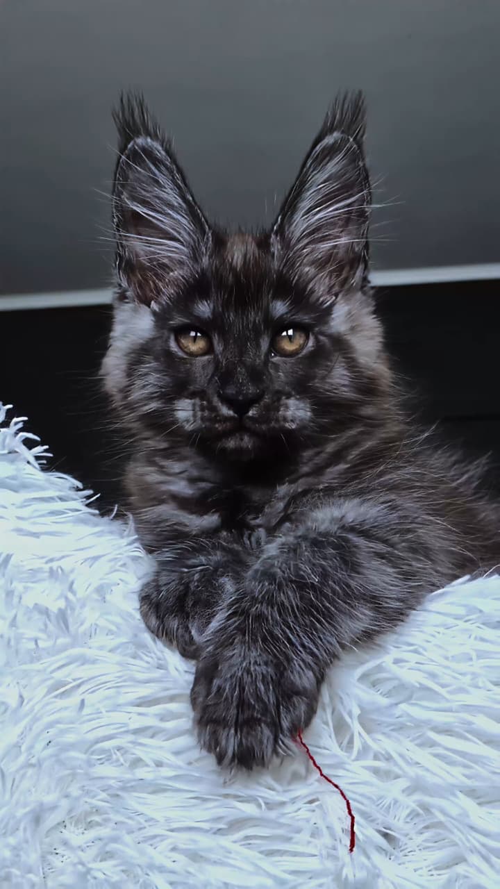 Kasperov Maine Coon male, black silver