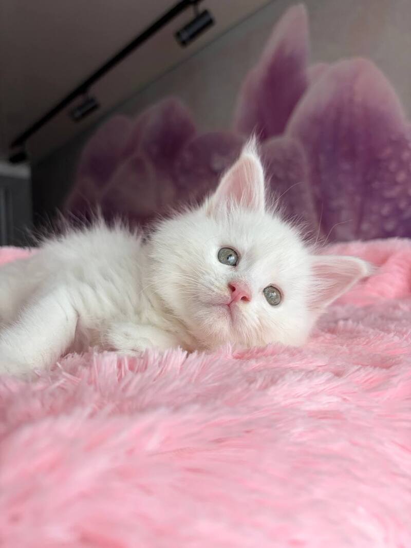 White Angel Maine Coon male white - live animals