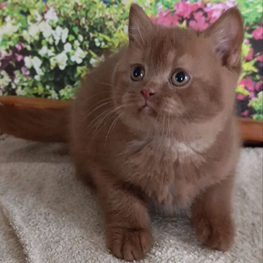 Madlen British Shorthair female, cinnamon