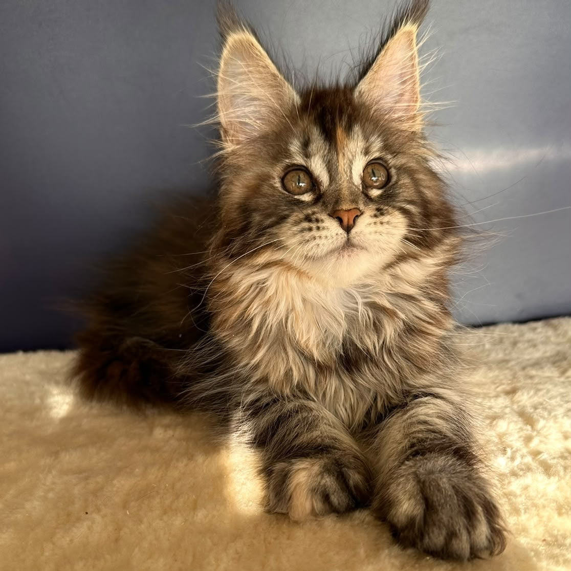 Taya Maine Coon female, black tortie tabby
