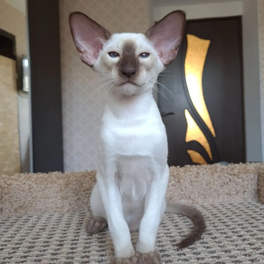 Logan Siamese male, chocolate