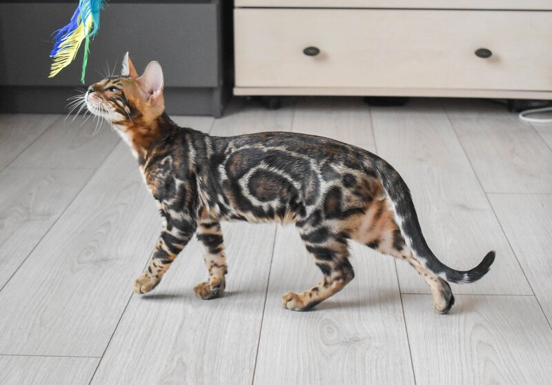 Wolt Bengal male black spotted tabby - live animals