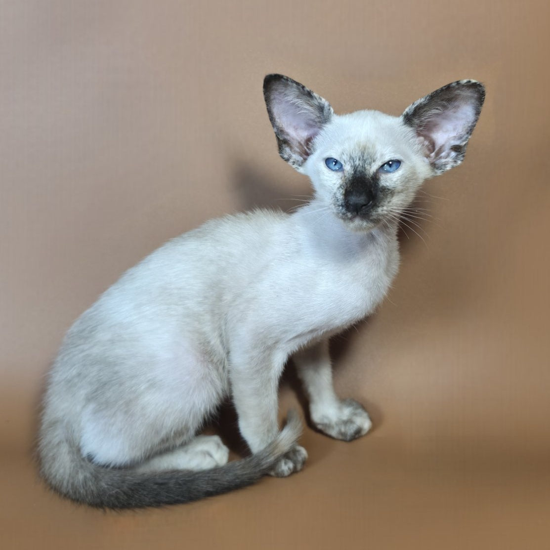 Lyra Siamese female, black tortie
