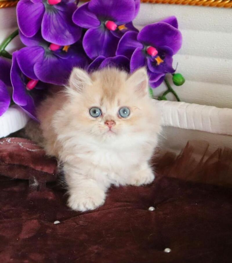 Sam British Longhair male, lilac golden shaded