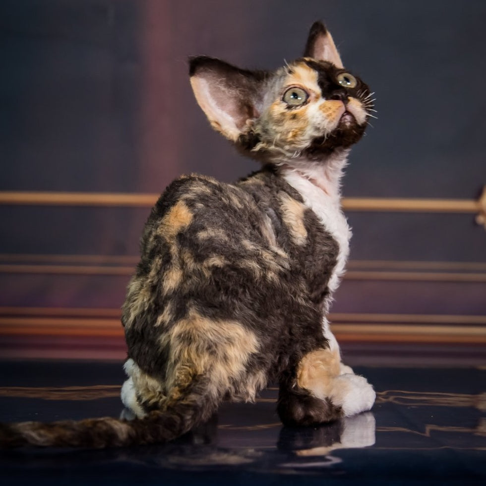 Karmen Devon Rex female, black tortie bicolour