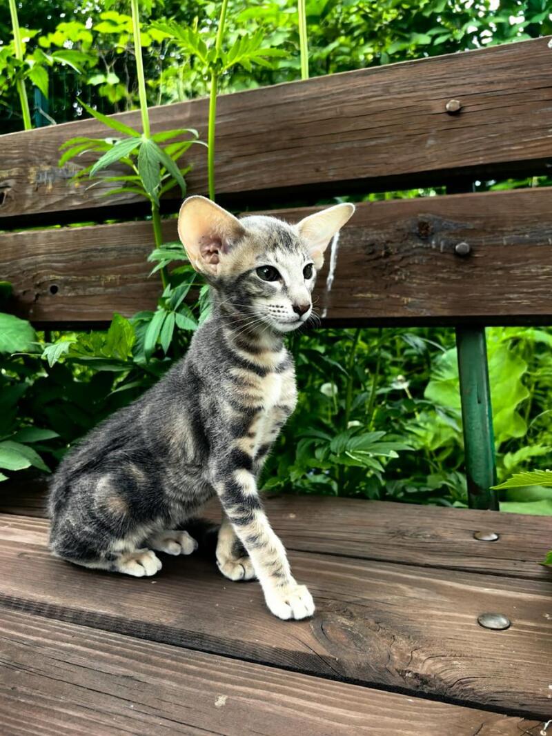 Mauti yeti Oriental Shorthair female blue tortie tabby - live animals