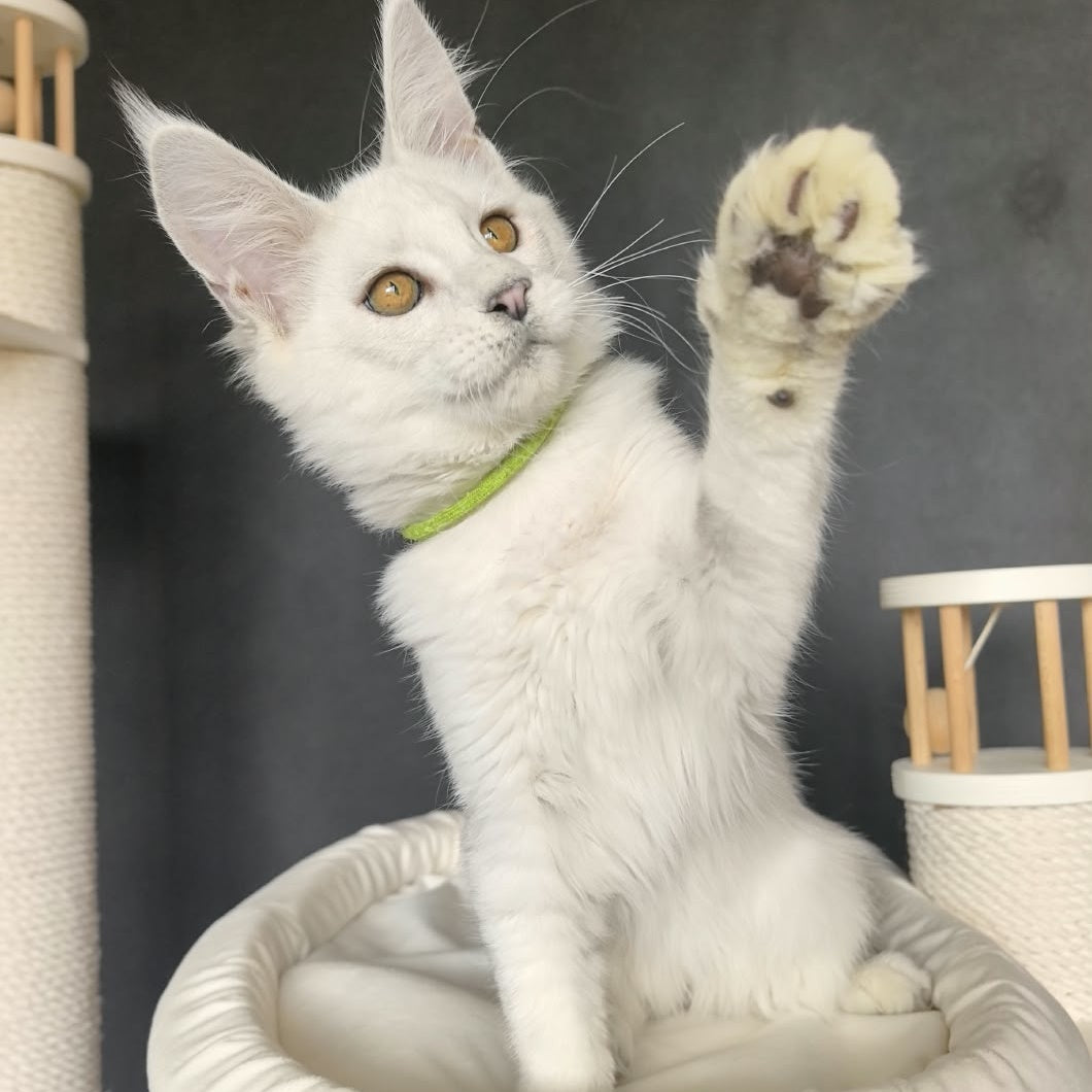Wilma Maine Coon female, black silver chinchilla