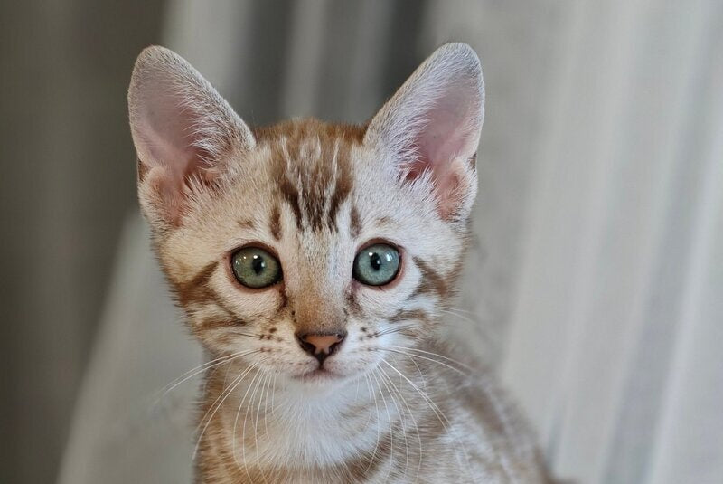 Helen Bengal female black spotted tabby pointed - live animals