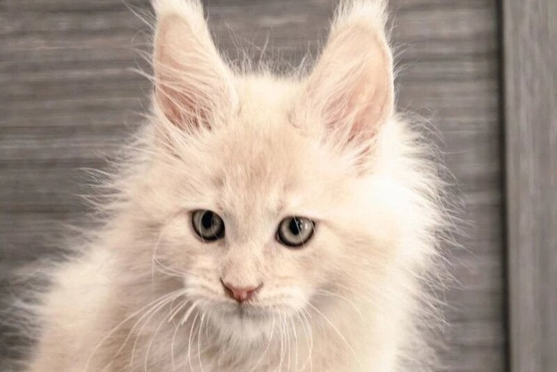 Denni Maine Coon male, cream