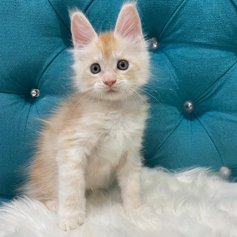 Timofey Maine Coon male, red silver